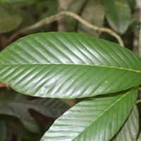 Dipterocarpus zeylanicus Thwaites